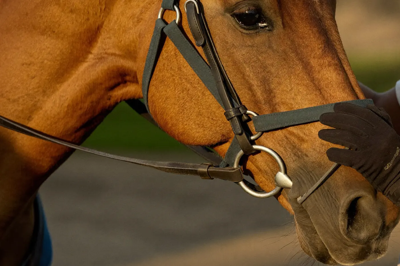 Dettaglio di mani che sistemano le redini di un cavallo